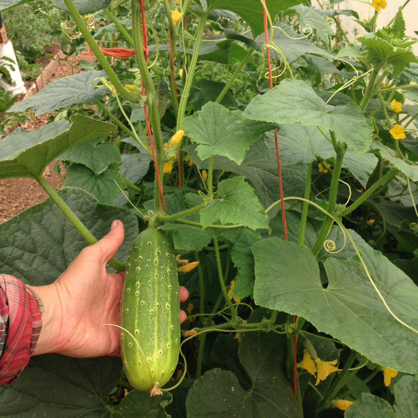 Pickling Cucumber