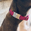 Médaille personnalisée pour animaux de compagnie