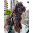 Barclay Plaid Green One-Click Dog Harness
