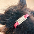 Médaille personnalisée pour animaux de compagnie