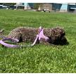 Mauve Leash with hands-free extension