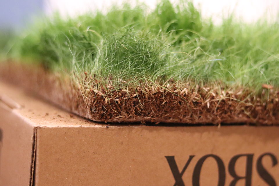 Real Grass Box for Rabbits – Natural Rabbit Potty Solution