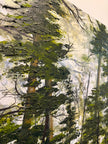 Shady Lake Trail