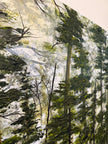 Shady Lake Trail
