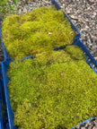 Natural Canadian Forest Moss - Revita-Moss™ (Pleurozium schreberi)