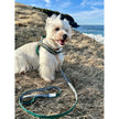 Fern dog leash with hands-free extension