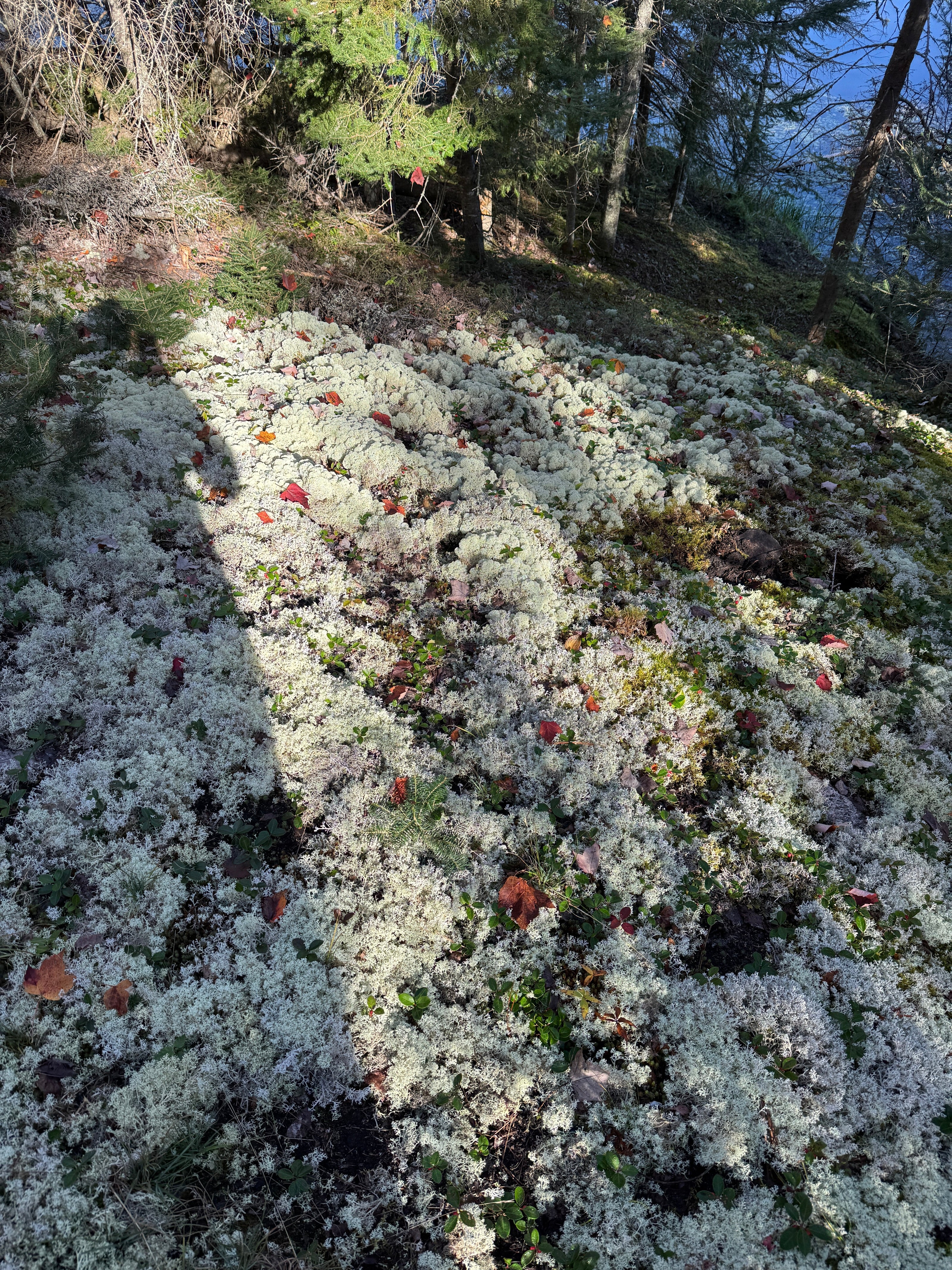 Natural Canadian Reindeer Moss - Revita™-Moss
