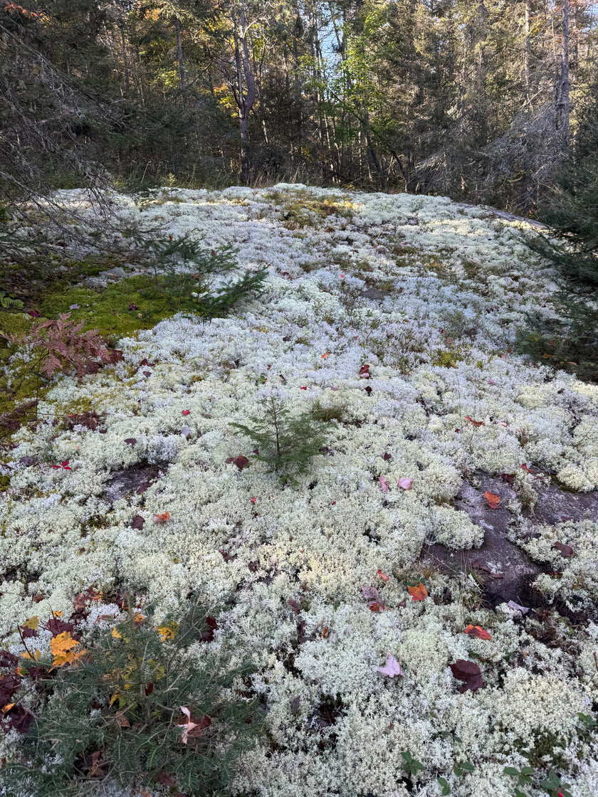 Lichen - Revita-Moss (Cladonia arbuscula)
