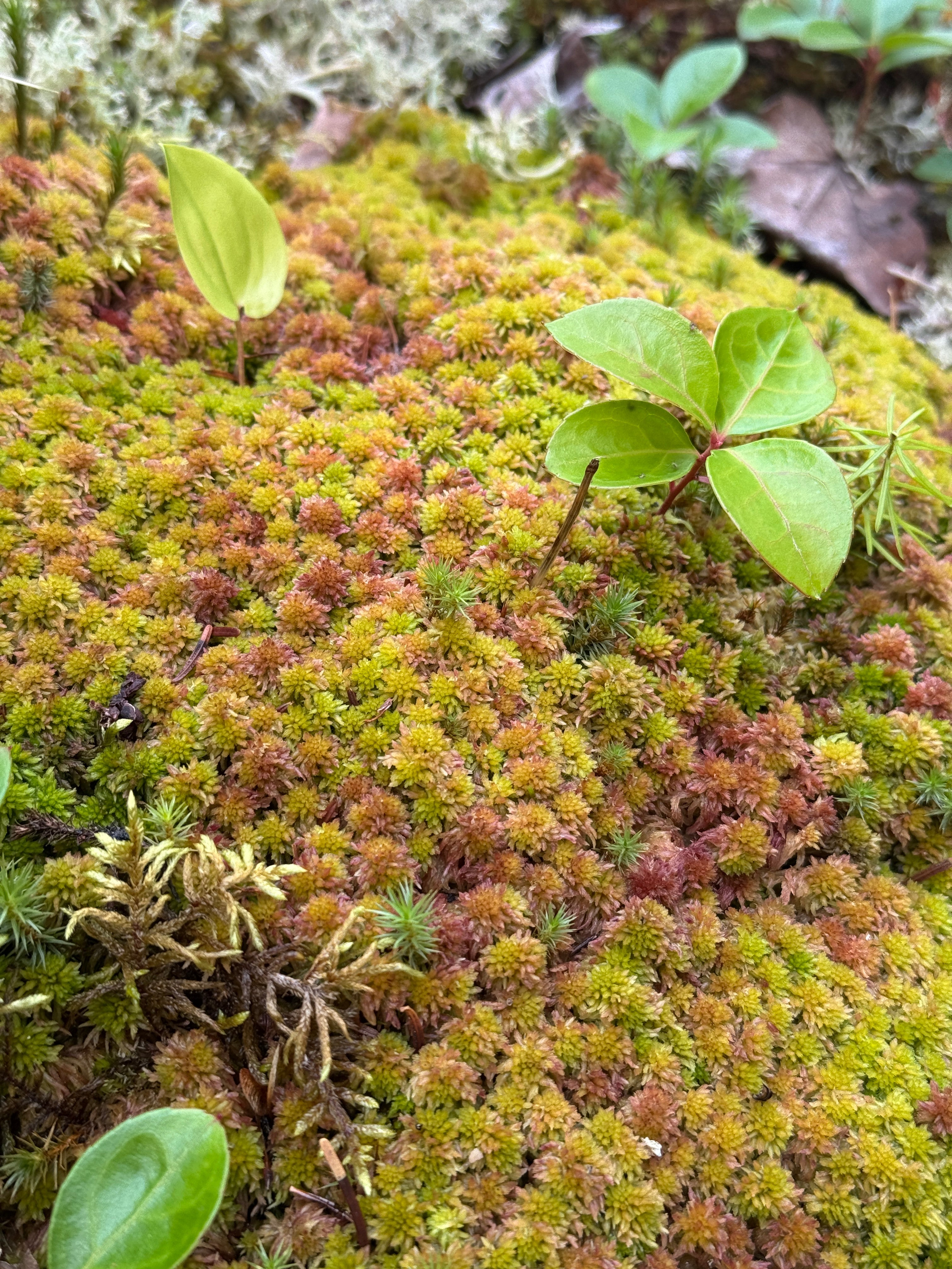 Natural Canadian Sphagnum Moss - Revita-Moss