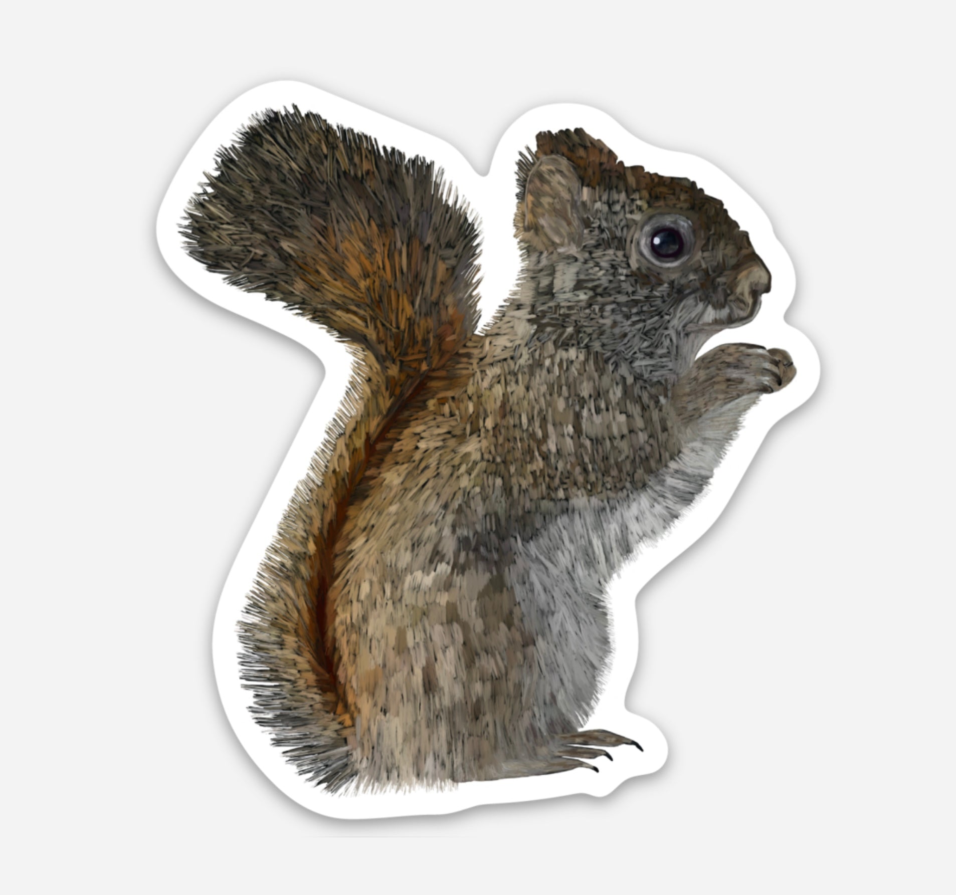Vinyl Sticker - American Red Squirrel