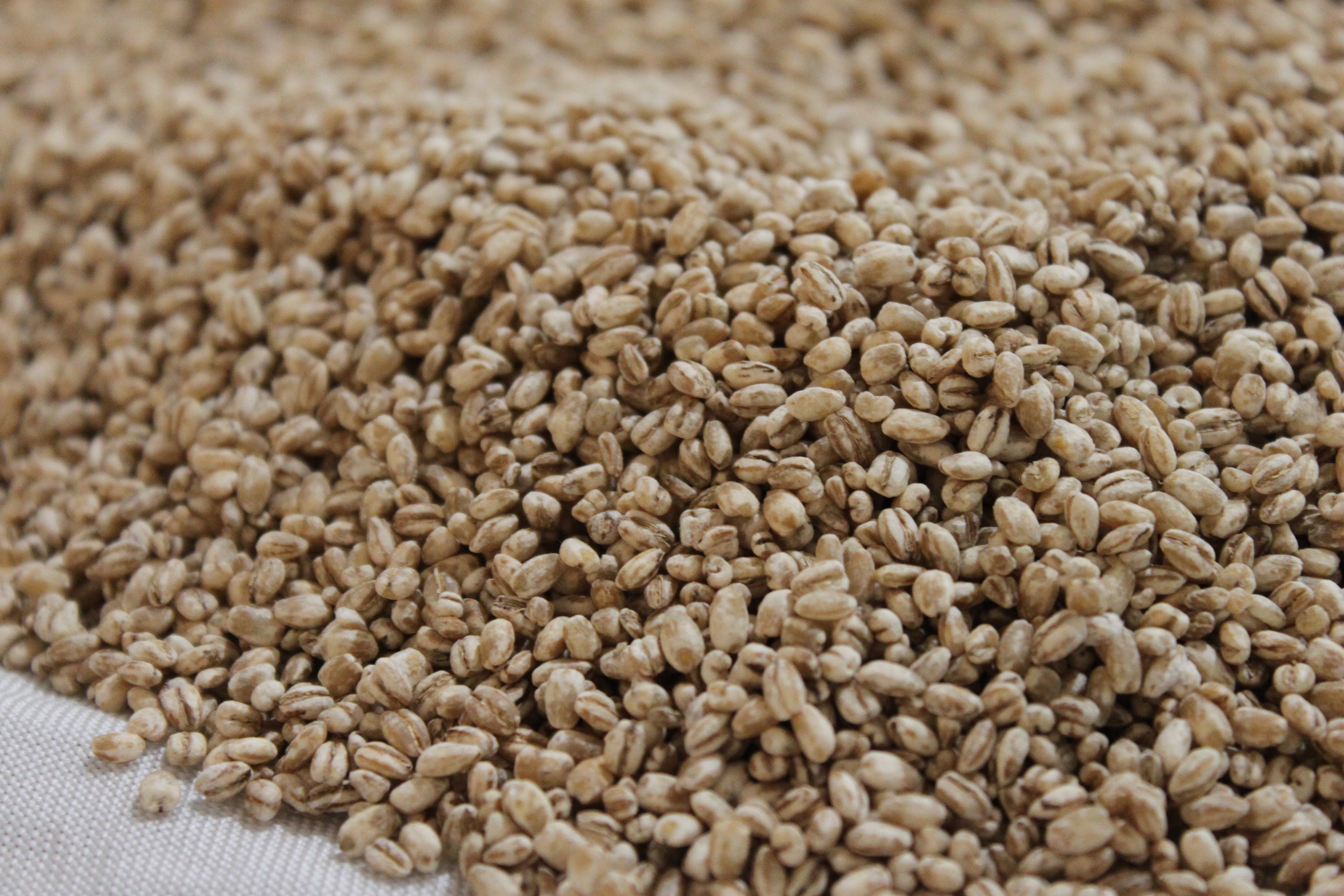 Barley Koji / Koji d'orge