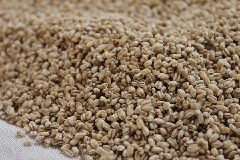 Barley Koji / Koji d'orge