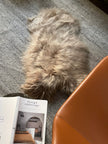 Camel Icelandic Sheepskin