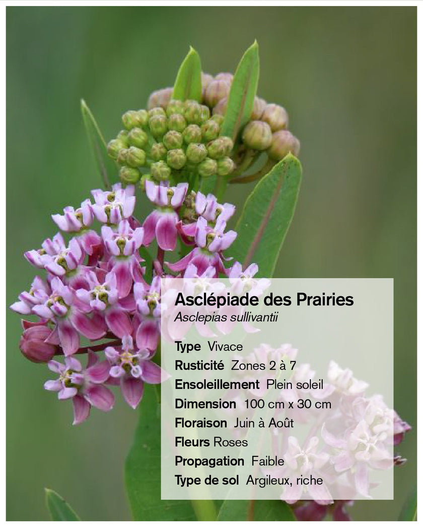 Graines d'asclépiade