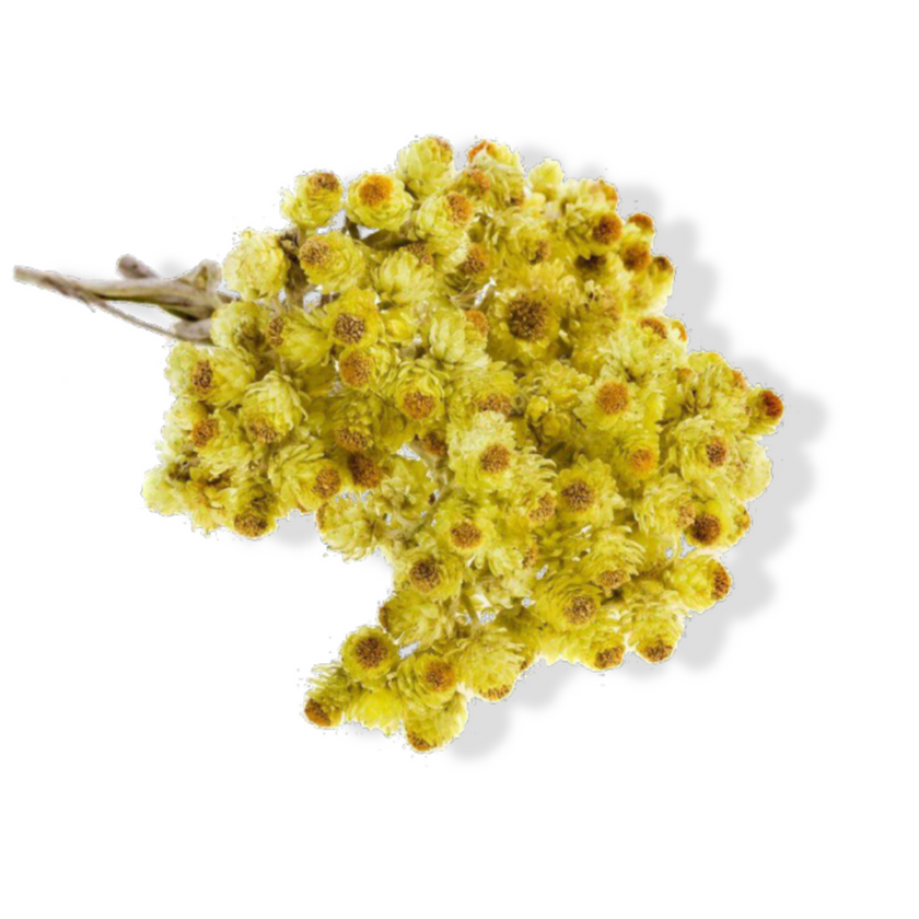 Essential Oil - Helichrysum/Immortelle (Helichrysum Italicum)