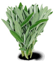 Incense - Backflow Cones - White Sage - 8 Cones