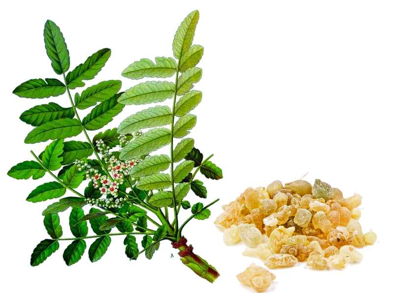 Incense Cones - Frankincense - 10 Cones