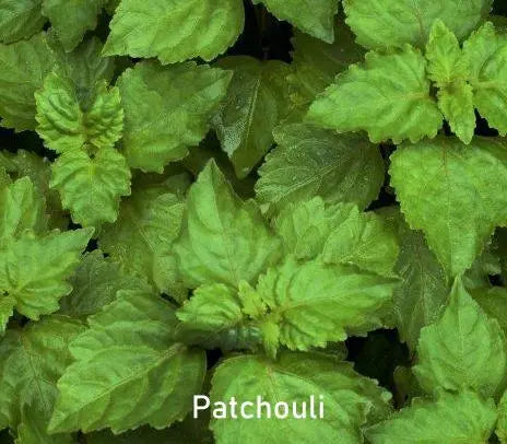 Incense Cones - Patchouli - 10 Cones
