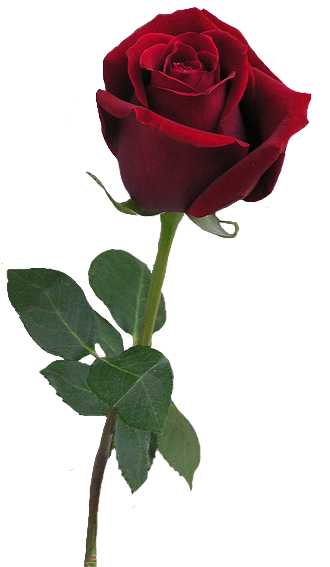 Incense Cones -Rose -10 Cones