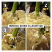 Root Rush Rooting & Cloning Powder