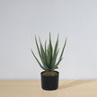 Guamo Artificial Aloe Vera Potted Plant (Multiple Sizes)