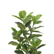 Jerico Artificial Rubber Potted Plant 4'