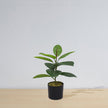 Iza Artificial Rubber Potted Plant 1.4'