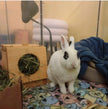 Mini Hay Feeder