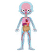 Janod - 4in 1 Educational Puzzle - Human Body