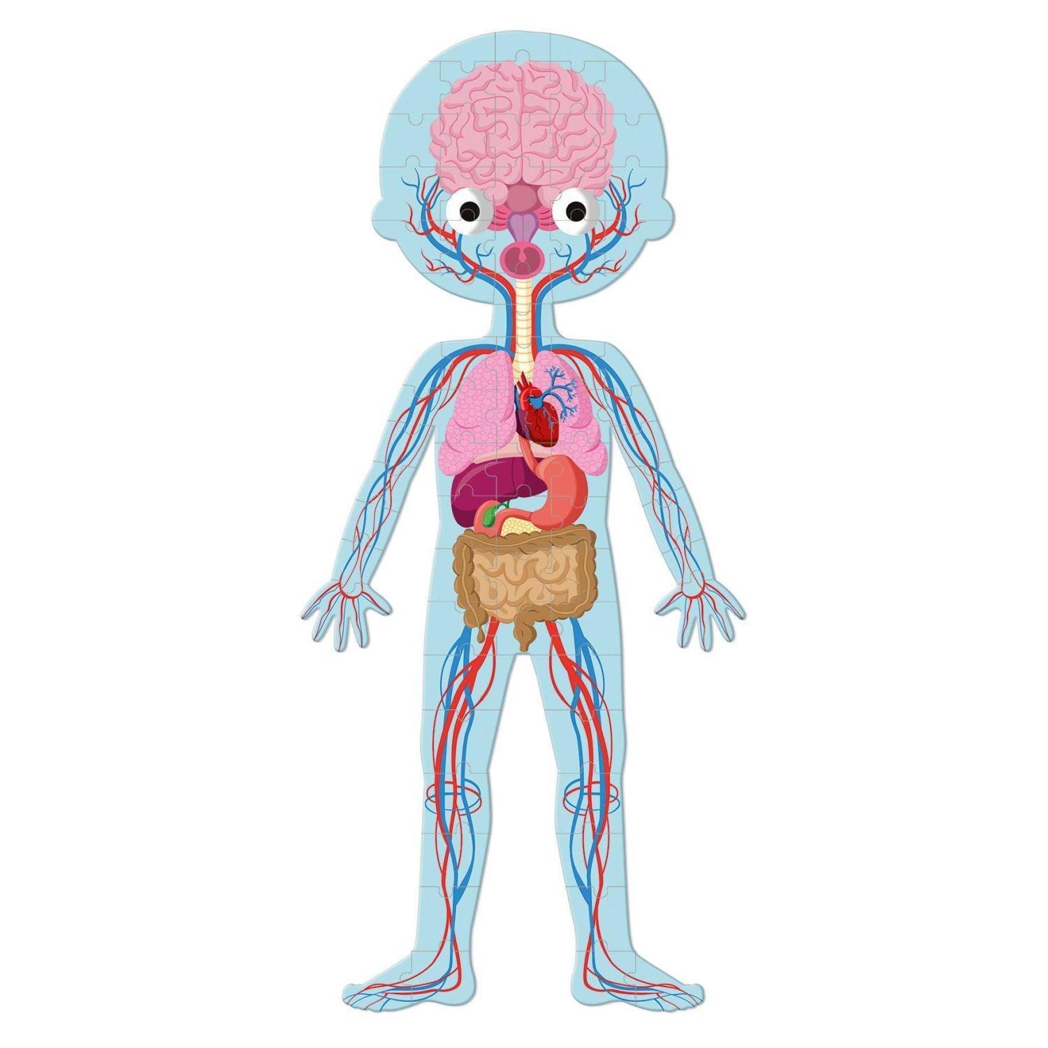 Janod - 4in 1 Educational Puzzle - Human Body