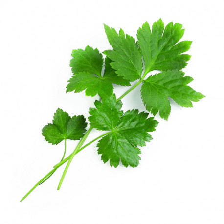 SE: Japanese Mitsuba Parsley (1 Packet)