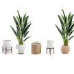 Kola Artificial Travellers Palm Tree Potted Plant (Multiple Sizes)