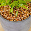 Kuta Potted Faux Fern