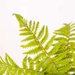 Kuwu Potted Faux Fern