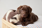 Kaya Dog Blanket - Large