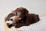 Kaya Dog Blanket - Small