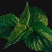 Korean Licorice Mint