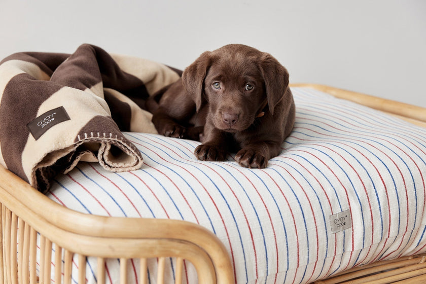 Kyoto Dog Cushion - Medium