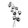 Lavinia Stamps - Chinese Lantern