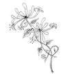 Lavinia Stamps - Honeysuckle