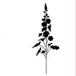 Lavinia Stamp - Wild Flower