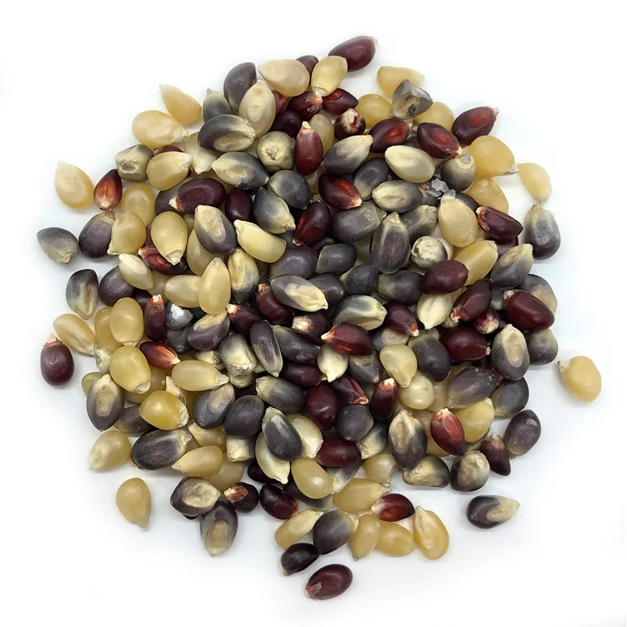 Bulk Ancient Grain Organic Premium Popcorn Kernels (6lbs, 12lbs, 18lbs, 24lbs) (Product of Canada)