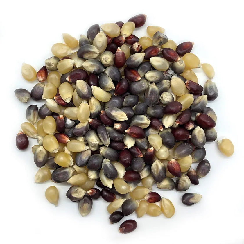 Bulk Ancient Grain Organic Premium Popcorn Kernels (6lbs, 12lbs, 18lbs, 24lbs) (Product of Canada)