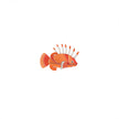 Lionfish