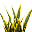 Luis Artificial Snake Sansevieria Yellow & Green Potted Plant 26