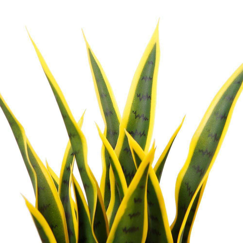 Luis Artificial Snake Sansevieria Yellow & Green Potted Plant 26