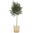 Lupe Water Hyacinth Planter