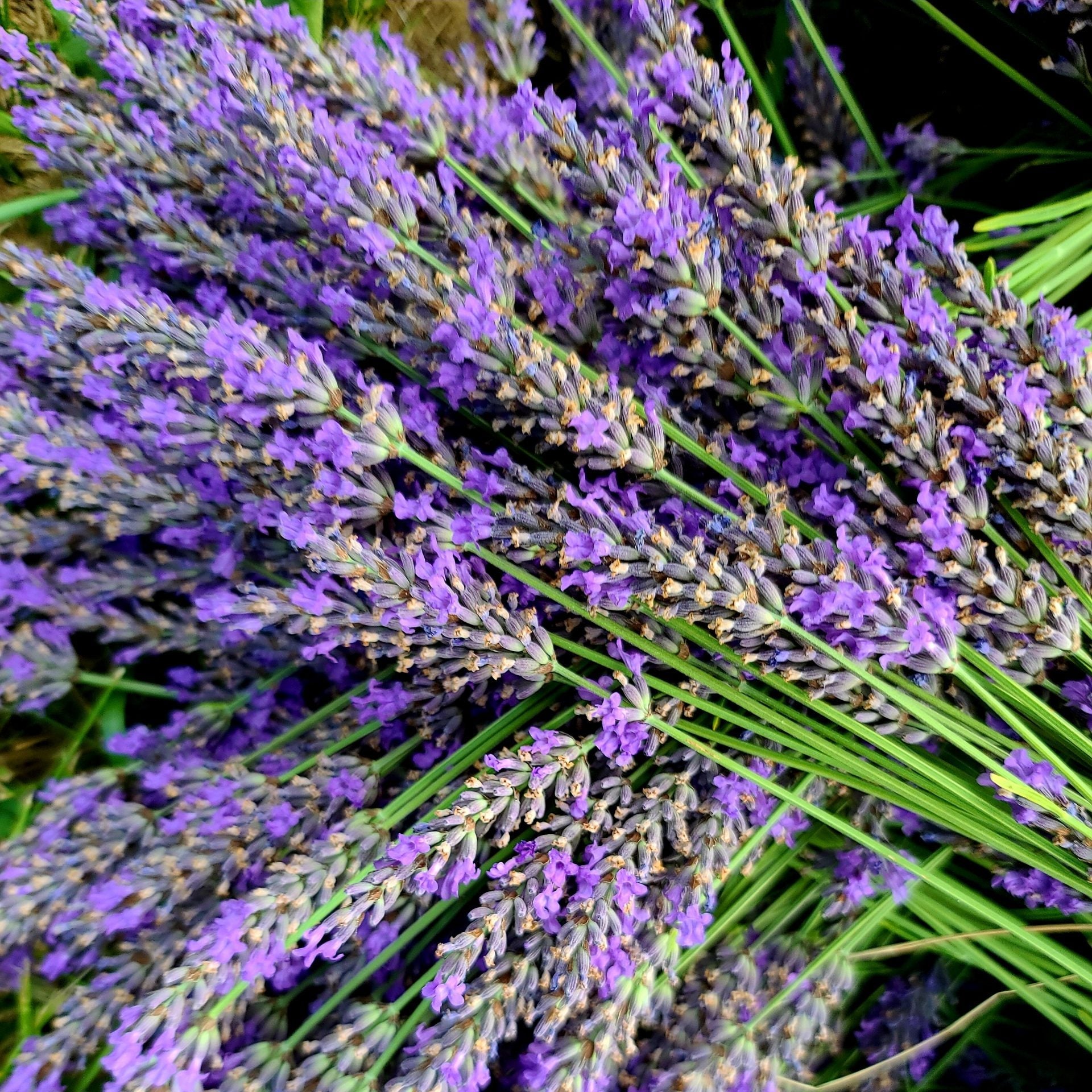 Lavender