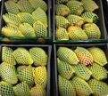 Alphonso Mango