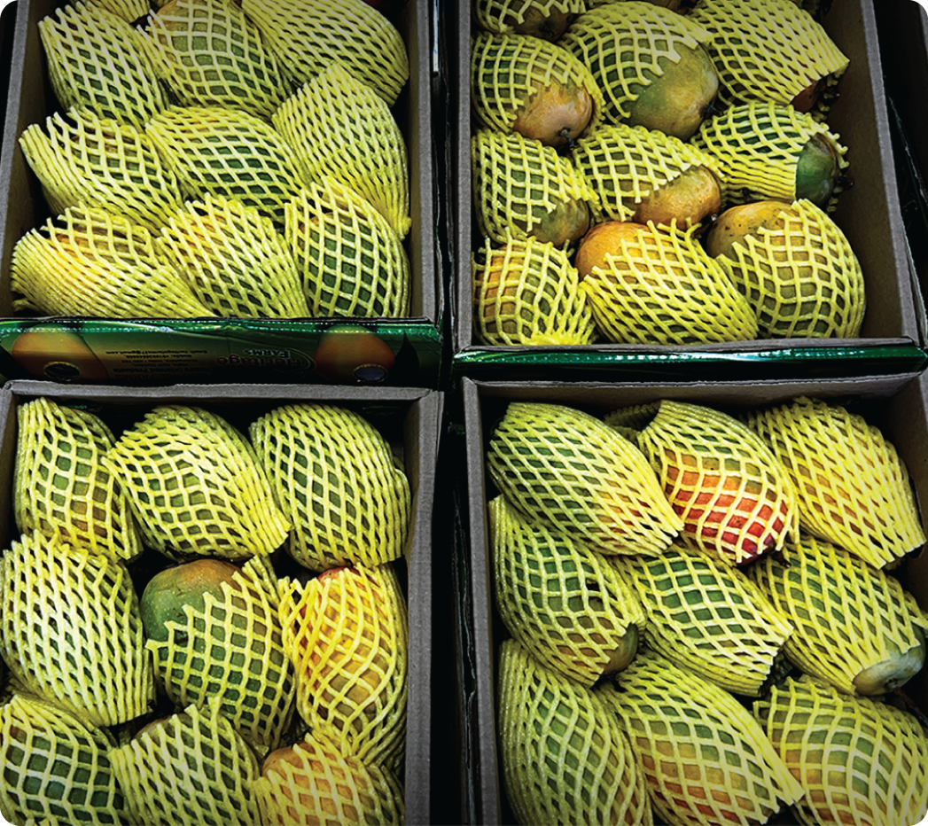 Alphonso Mango